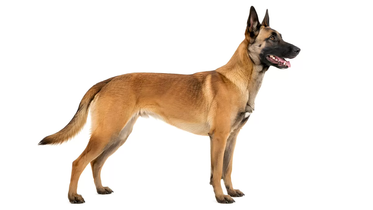Belgischer Schäferhund Malinois in Seitenansicht