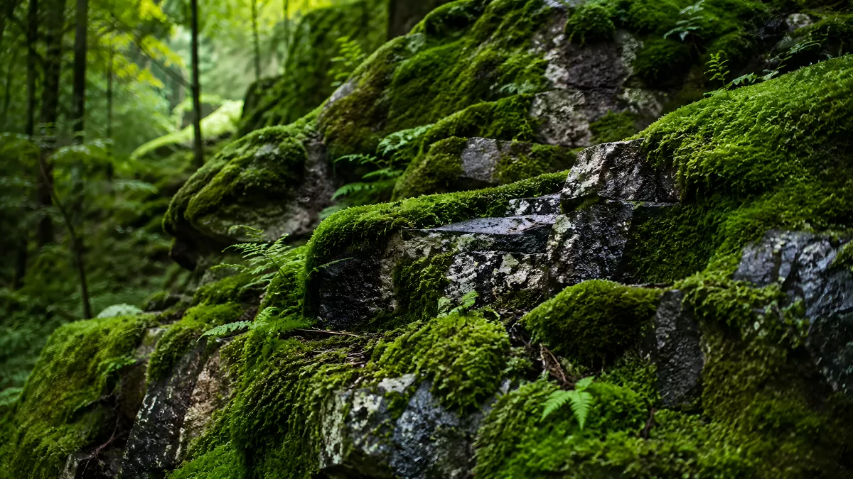Bemooste Felsen im grünen Waldinneren