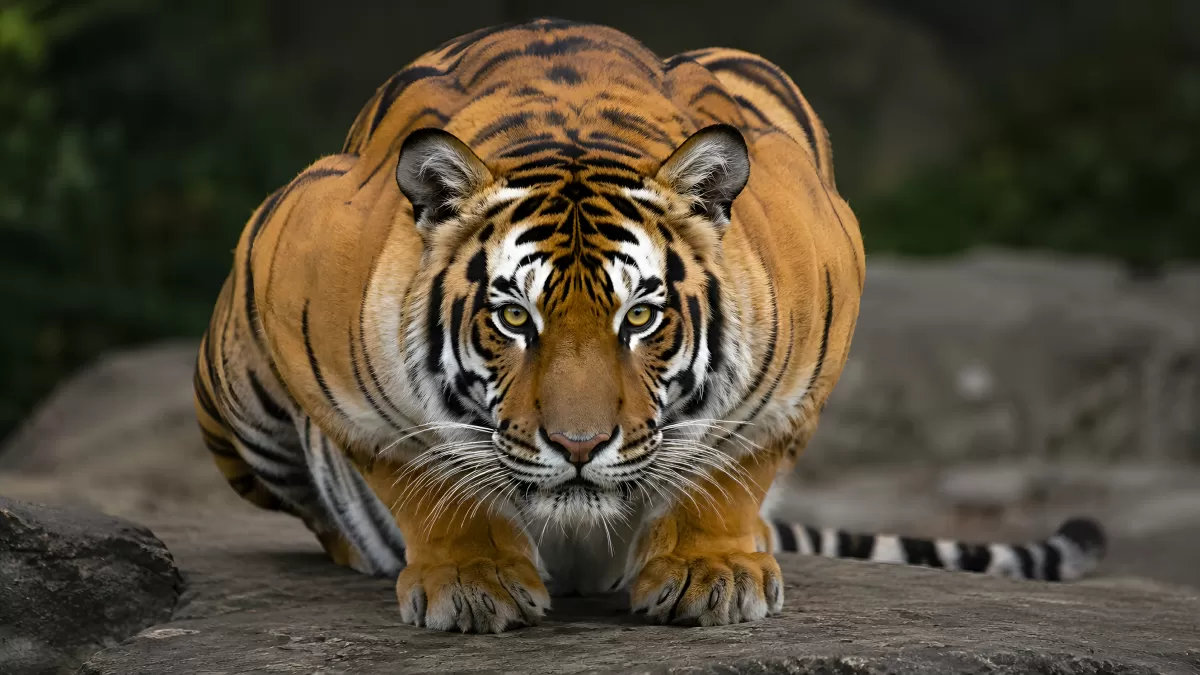 Bengalischer Tiger in Lauerstellung auf Felsen