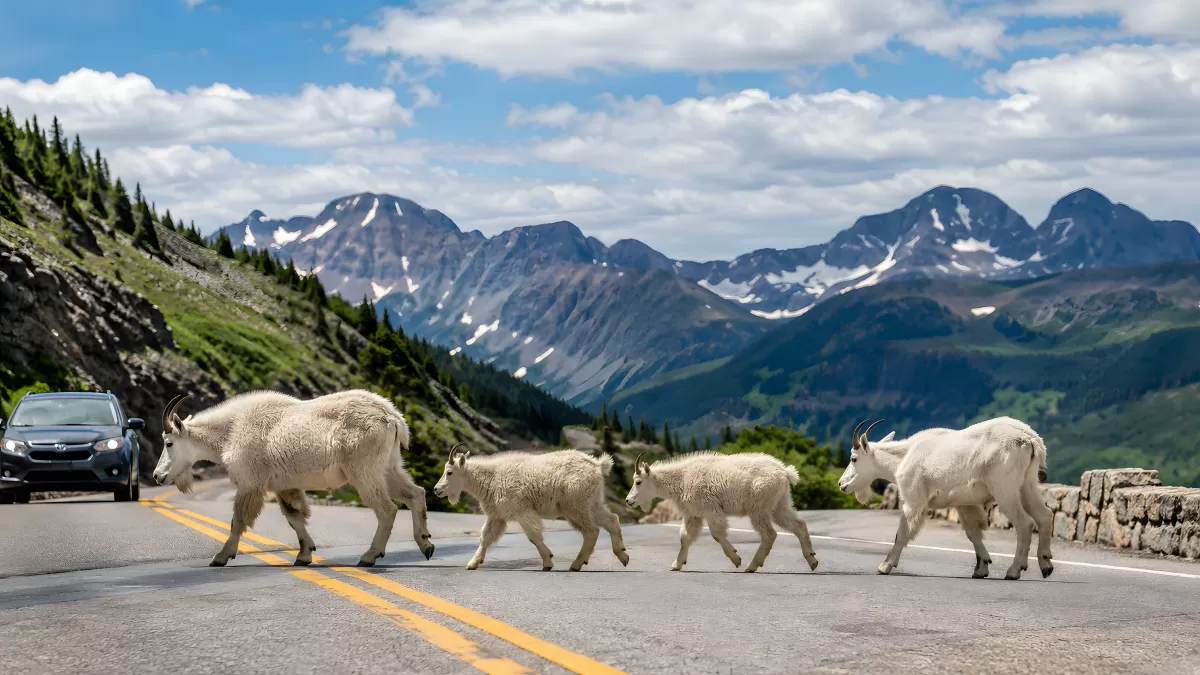 Bergziegen überqueren Gebirgsstraße in den Rocky Mountains