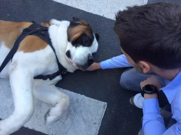 Bernhardiner liegt auf Zebrastreifen in New York City, USA