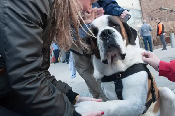Bernhardiner wird von mehreren Menschen gestreichelt in New York City, USA