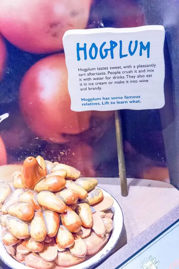 Beschreibung der Roten Mombinpflaume (Spondias purpurea) im Shedd Aquairum