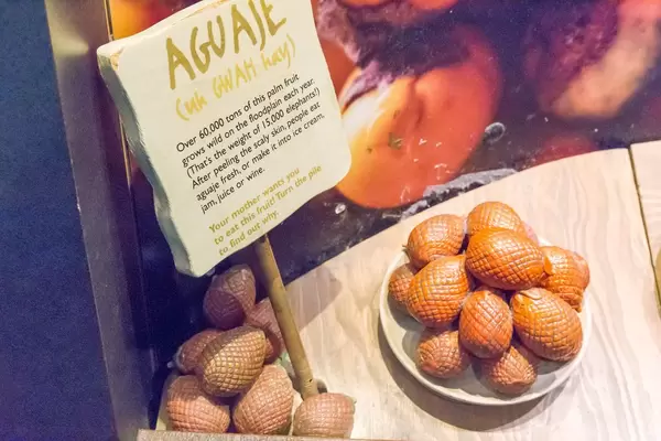 Beschreibung von Aguaje / Buriti-Palme im Shedd Aquarium
