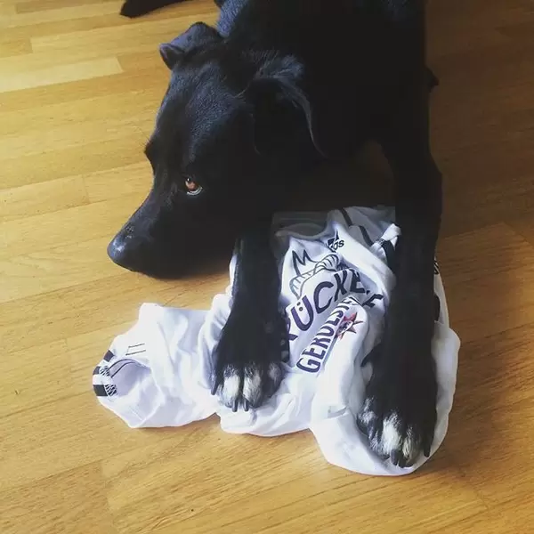 Bester Begleiter der Welt. 100km die Woche wären sonst ganz schön langweilig. ?? Noch 23 Tage bis zum #berlinmarathon #together42 #BMCommunity #puppy #instapic #happy #running #runnerscommunity #runners #runnersworld #runningbuddy #runningman #