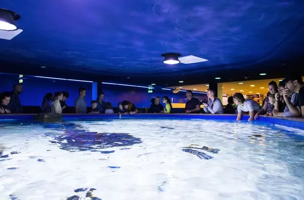 Besucher blicken von oben in offenes Aquarium im Tropicarium in Budapest