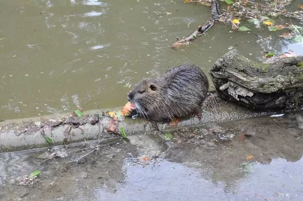 Biber isst einen Apfel