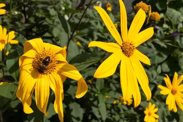 Biene auf einer Jerusalem Artischocke / Topinambur
