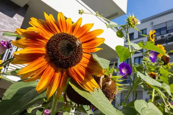 Biene auf einer Sonnenblume