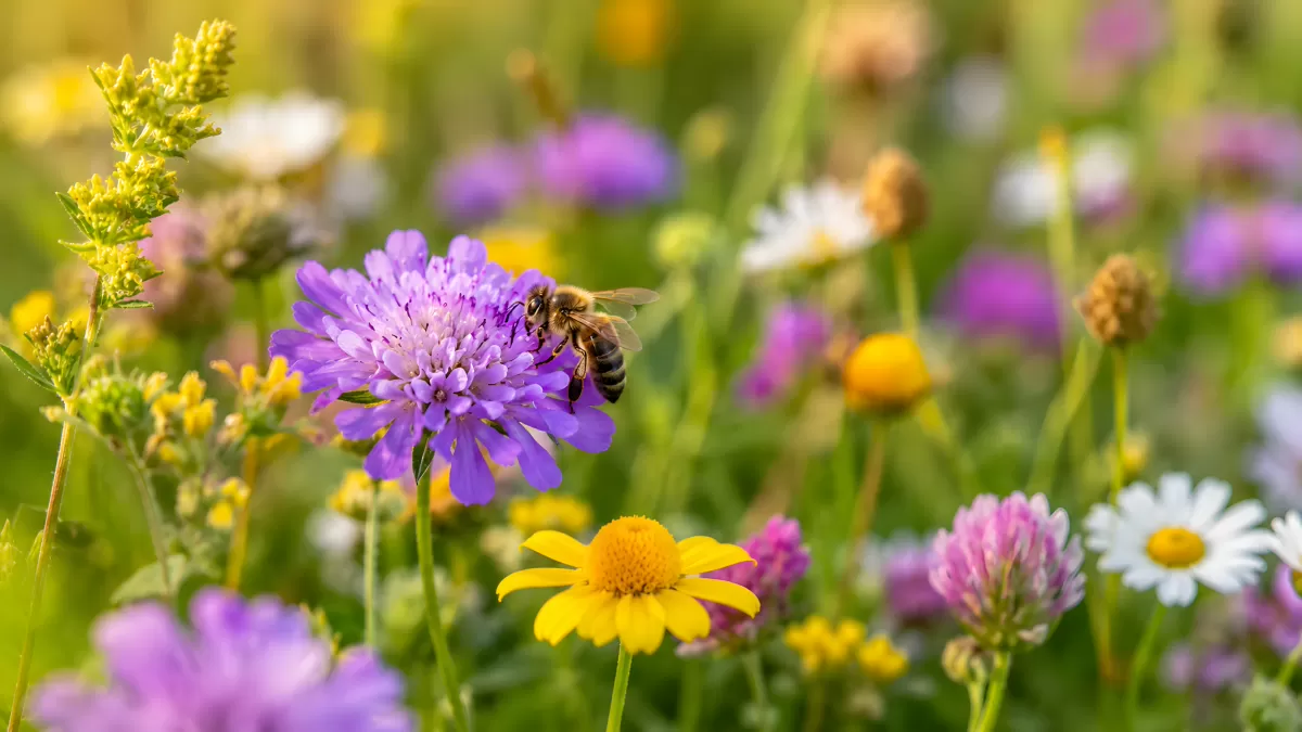 Biene auf lila Witwenblume in bunter Sommerwiese