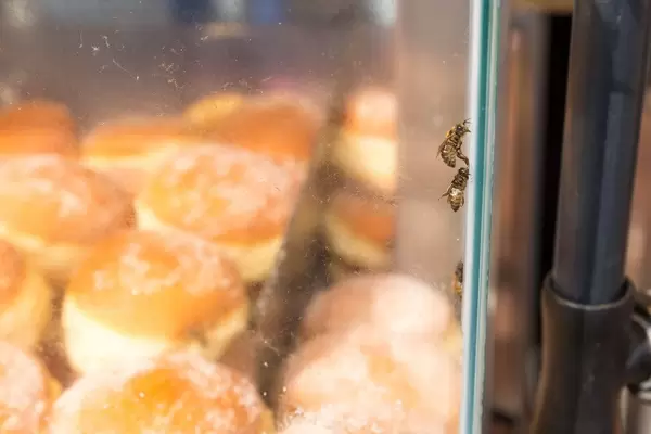 Bienen gefangen in der Krapfen-Vitrine
