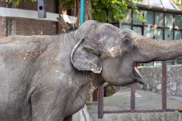 Big old Elephant eating in the Belgrade Zoo