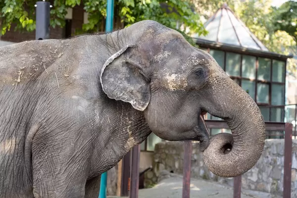 Big old Elephant in the Belgrade Zoo