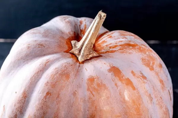 Big orange raw pumpkin close-up