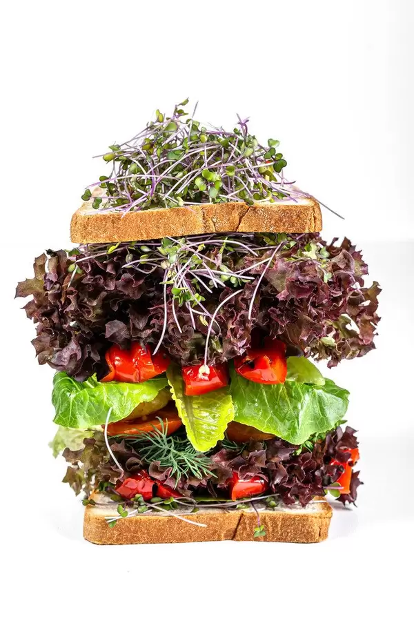 Big sandwich with vegetables, lettuce and microgreens cabbage on a white background