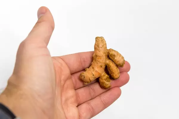 Bio Kurkumawurzel in der Hand gehalten