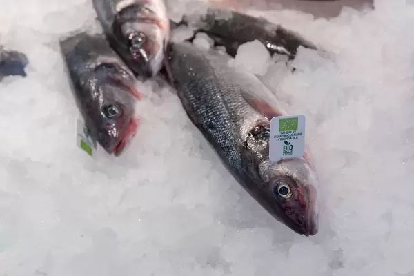 Bio Wolfsbarsch in einem Fischgeschäft am Naschmarkt