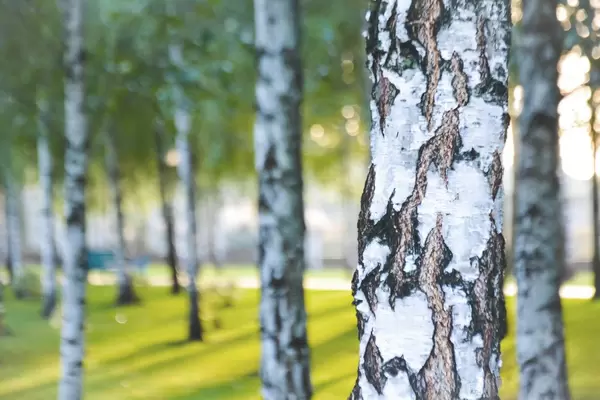 Birches in the park