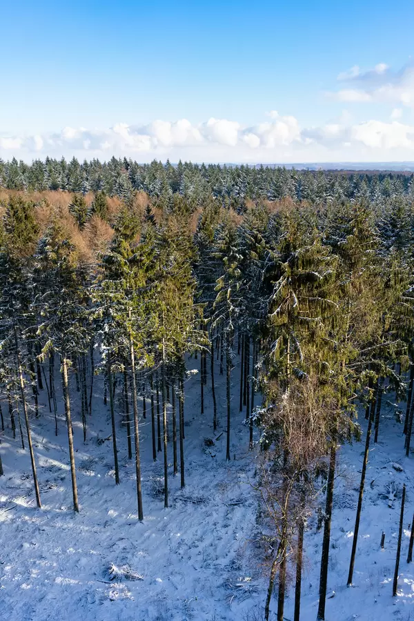 Bird-eye view of a path leading deep into the winter forrest covered with snow