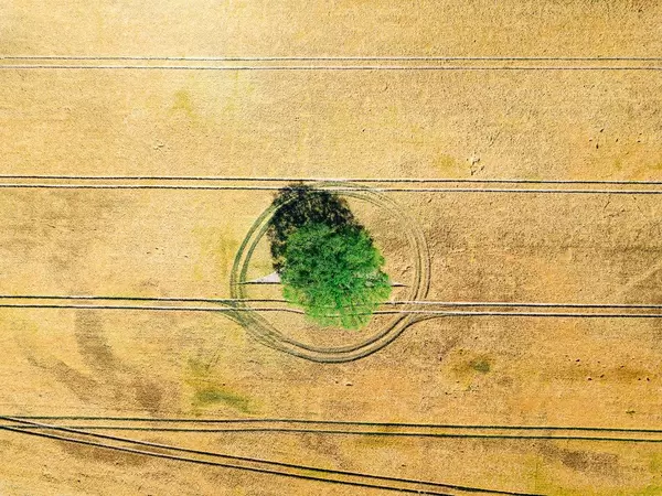 Bird eye view of patterns on wheat field with a tree in the middle / Vogelperspektive von Mustern auf Weizenfeld mit einem Baum in der Mitte