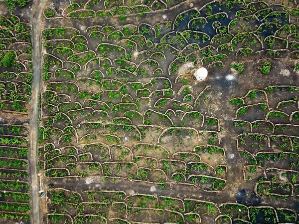 Bird eye view of winery fields with stone fences / Vogelperspektive von Weinkellereifeldern mit Steinz‰unen