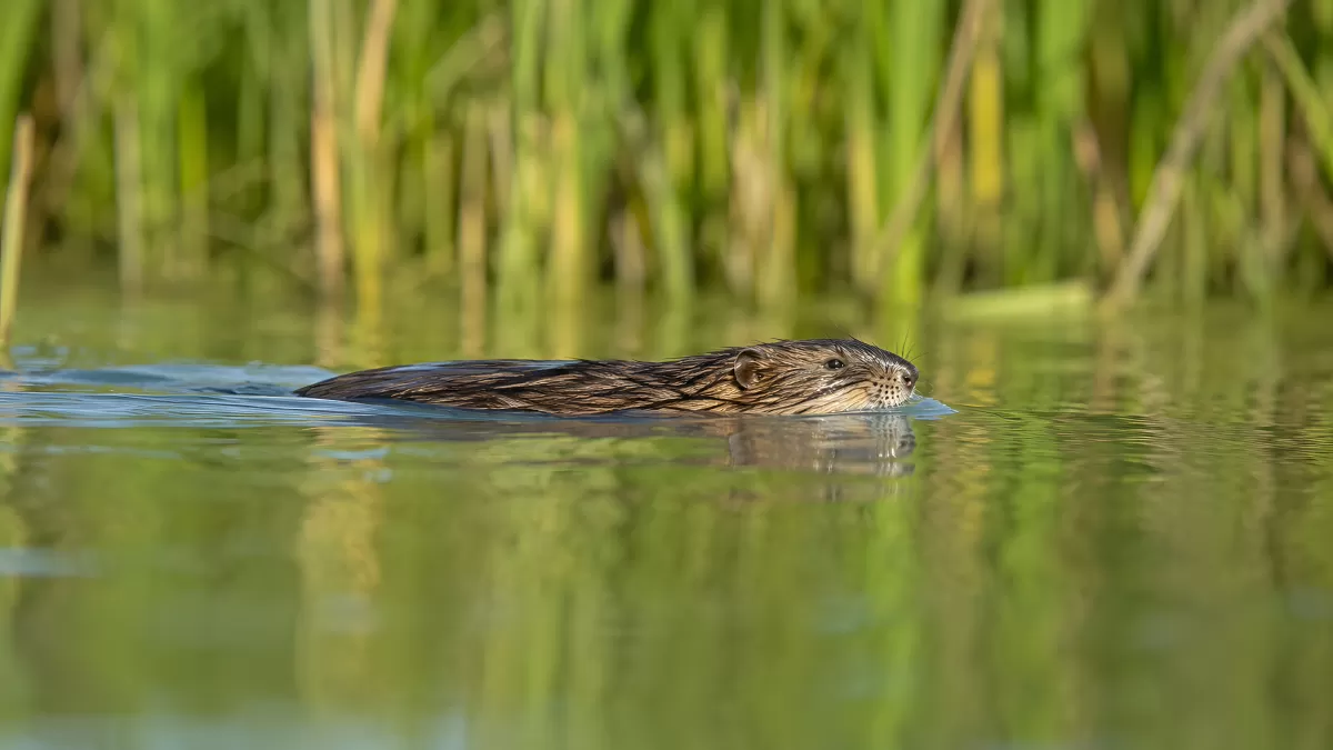 Bisamratte schwimmt durch ruhiges Schilfgewässer