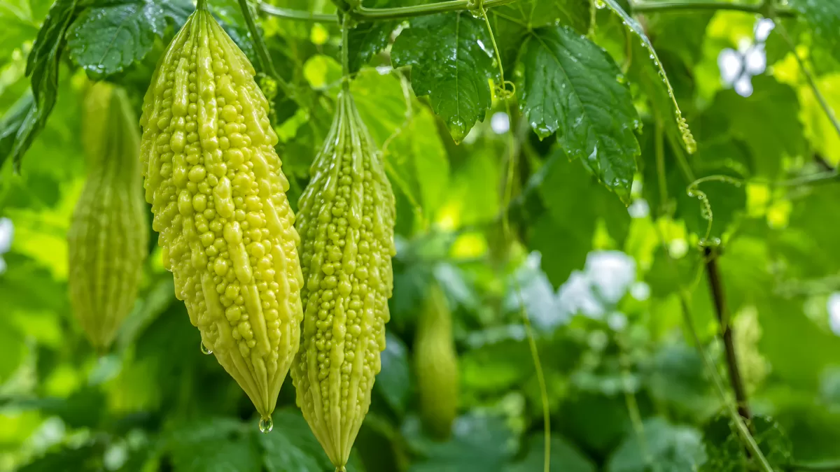 Bittergurken hängen frisch am Rankengewächs im Garten
