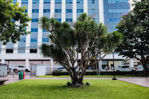 Bizzare tree in the middle of a small garden (Flip 2019)