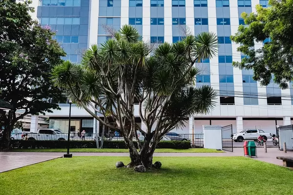 Bizzare tree in the middle of a small garden