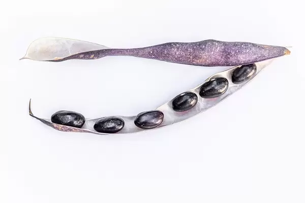 Black beans in a pod on a white background