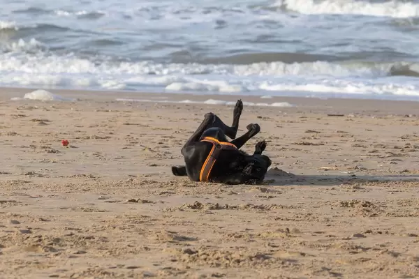 Black dog happily rolls in the sand in front of the sea
