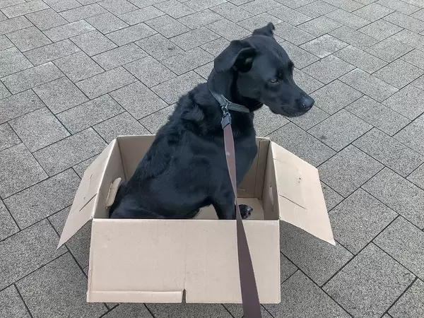 Black dog in a paper box for "moving with a dog" concept