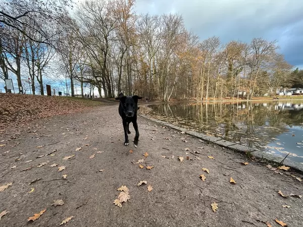 Black dog looks in the camera on a late autumn day with brown leaves on the ground next to a small lake