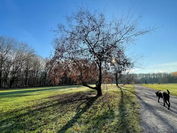 Black dog on a path next to a tree that casts off its leaves at the Friedenwald park in Cologne, Germany