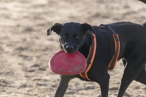 Black dog on the beach holds red frisbee in his mouth