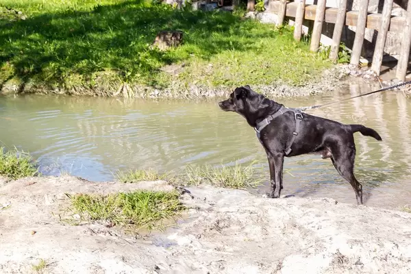 Black dog poses by the waters of a small stream on a sunny day near Kramsach, Tyrol, Austria