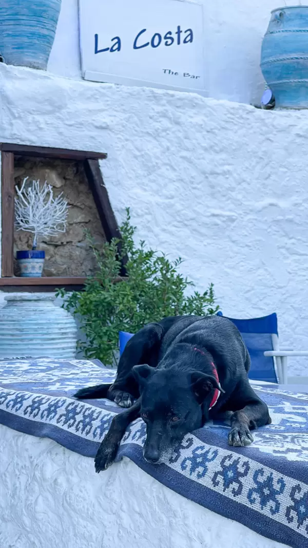 Black dog resting on traditional Greek textiles at La Costa bar in Skopelos, Greece