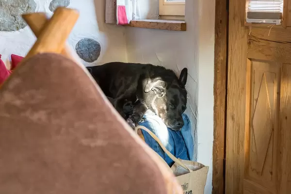 Black dog takes a nap, half in the sunlight, half in the shade, on a pair of jeans by a wooden door