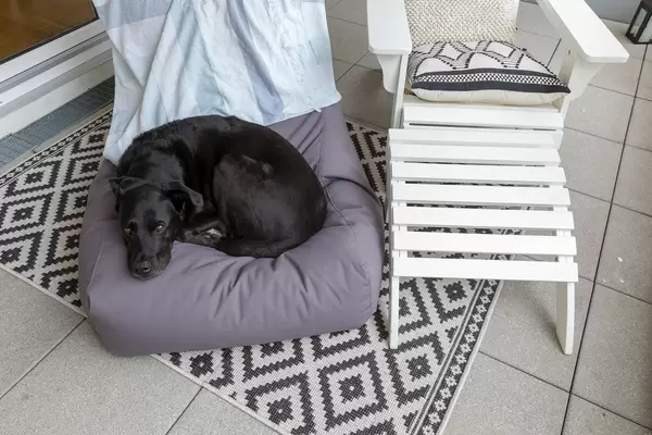 Black dog with brown eyes, lays on a beanbag on the balcony