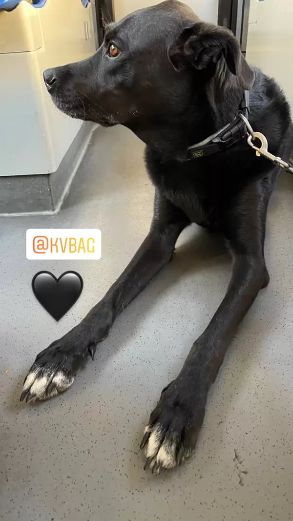 Black dog with stretched legs and white paws sits on the floor and looks to the left
