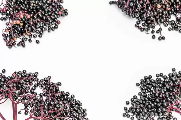 Black elder on white background