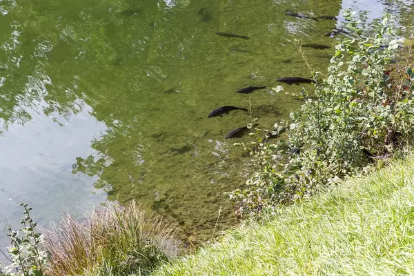 Black fish in the shallow waters of the small lake Buchsee in Tyrol, Austria