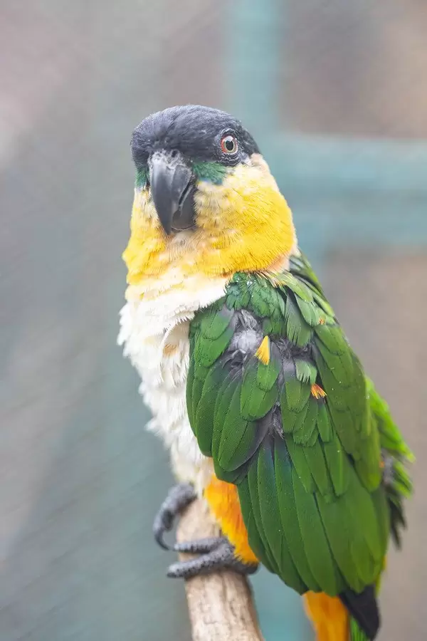 Black Headed Caique sitting on the branch