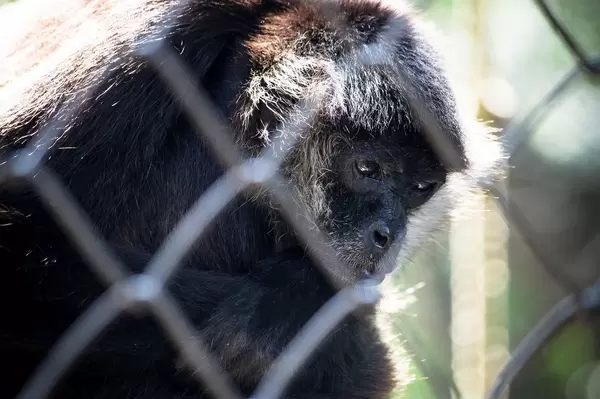 Black-headed spider monkey