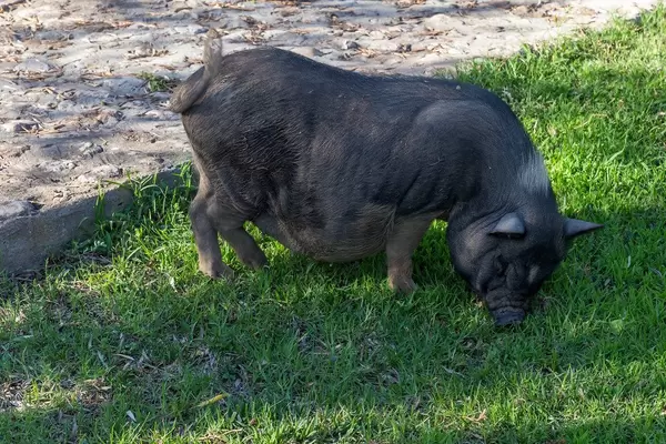 Black Iberian pig on the grass at Villa Vegana restaurant and hotel in Selva, Mallorca