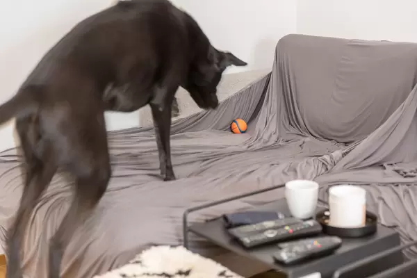 Black Labrador dog jumps on the couch to play with a ball