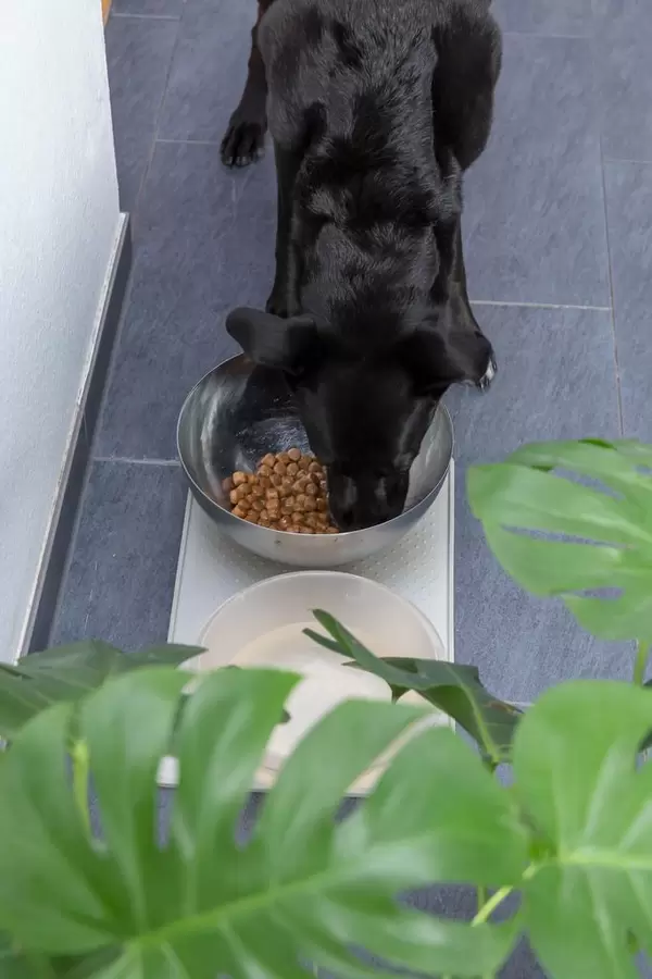 Black Labrador eating dog food out of his feeding bowl