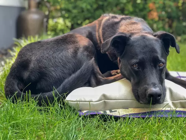 Black Labrador lying down pillow and blanket in the garden