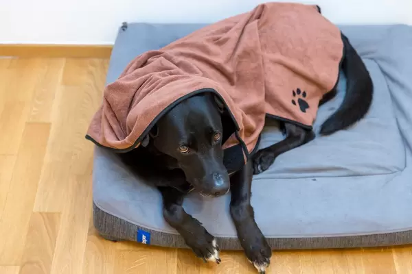 Black Labrador lying on dog bed and wearing microfiber dog bathrobe