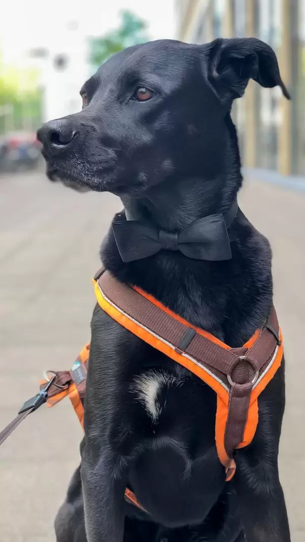 Black Labrador on a harness leash